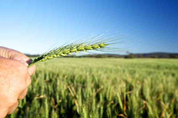 argriculture argriculture